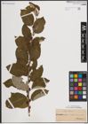 Foto von Salix caprea L.
